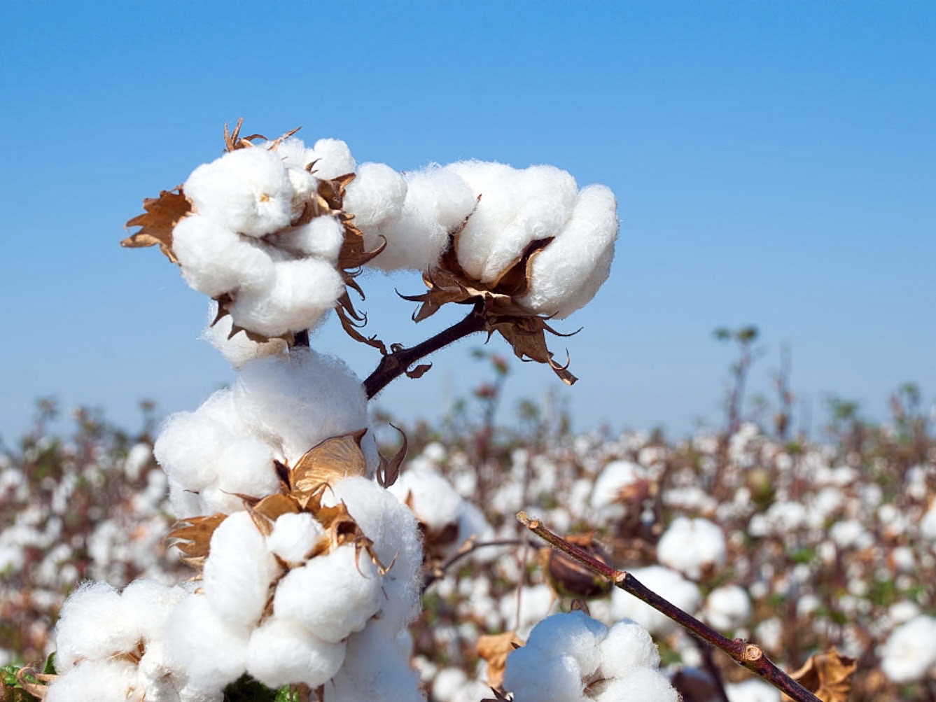 美國棉-永續發展的創新精神